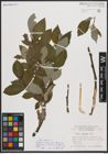 Foto von Salix caprea L.